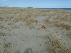 Porrhothele antipodiana