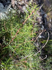 Persoonia juniperina