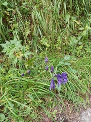 Aconitum variegatum