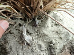 Porrhothele antipodiana