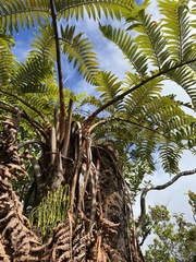 Psilotum complanatum