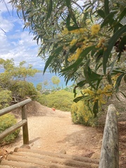 Acacia spirorbis