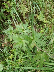 Aconitum variegatum