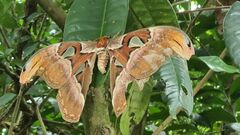 Attacus atlas