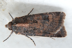 Agrotis trux