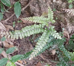 Adiantum hispidulum