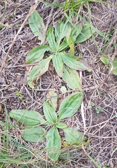 Plantago depressa
