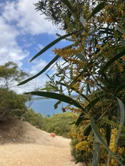 Acacia spirorbis