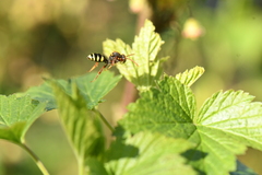 Nomada marshamella
