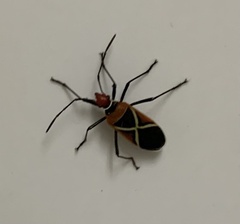 Dysdercus decussatus