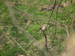 Eophona migratoria
