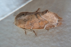 Cosmia affinis