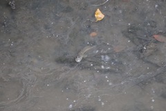 Periophthalmodon schlosseri