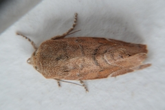 Cosmia affinis