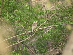 Eophona migratoria