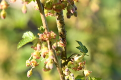 Nomada