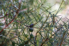 Persoonia juniperina