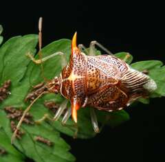 Elasmucha truncatula