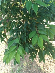 Syzygium acuminatissimum