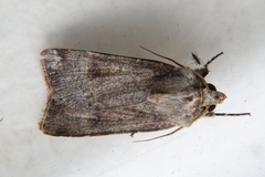 Agrotis trux