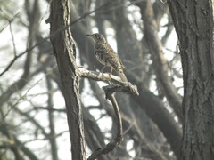 Zoothera aurea