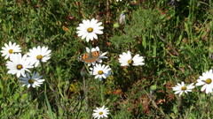 Dimorphotheca pluvialis