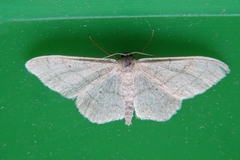 Idaea straminata