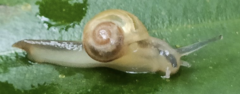 Helicarion perfragilis