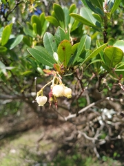 Arbutus unedo