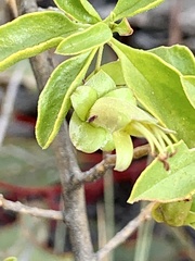 Eremophila serrulata