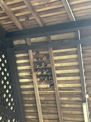 Cynopterus brachyotis