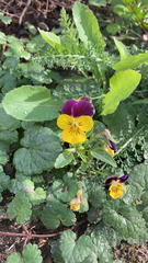 Viola × wittrockiana