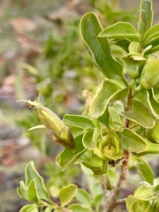 Eremophila serrulata