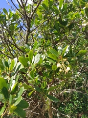 Arbutus unedo