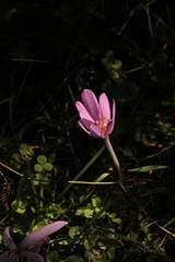 Colchicum