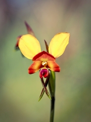 Diuris orientis