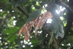 Attacus atlas