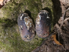 Hyridella drapeta