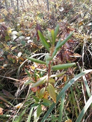 Rhododendron dauricum