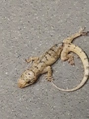 Gekko monarchus