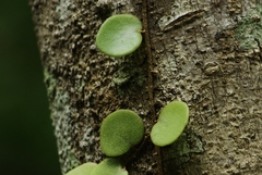 Pyrrosia