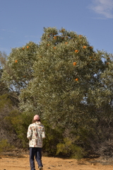 Banksia ashbyi ashbyi