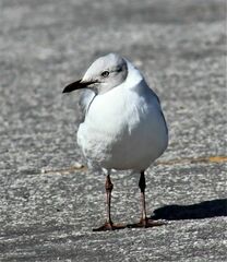 Chroicocephalus cirrocephalus poiocephalus