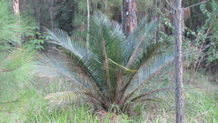 Macrozamia miquelii
