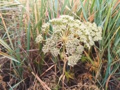 Kitagawia baicalensis