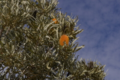 Banksia ashbyi ashbyi