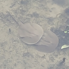 Carcinoscorpius rotundicauda