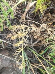 Kitagawia baicalensis