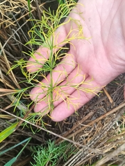 Kitagawia baicalensis