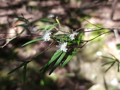 Phebalium squamulosum